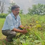 खजुरागाउँपालिका २ नम्बर वडापालिकाले खाली जमिनमा फलायो मुंग 